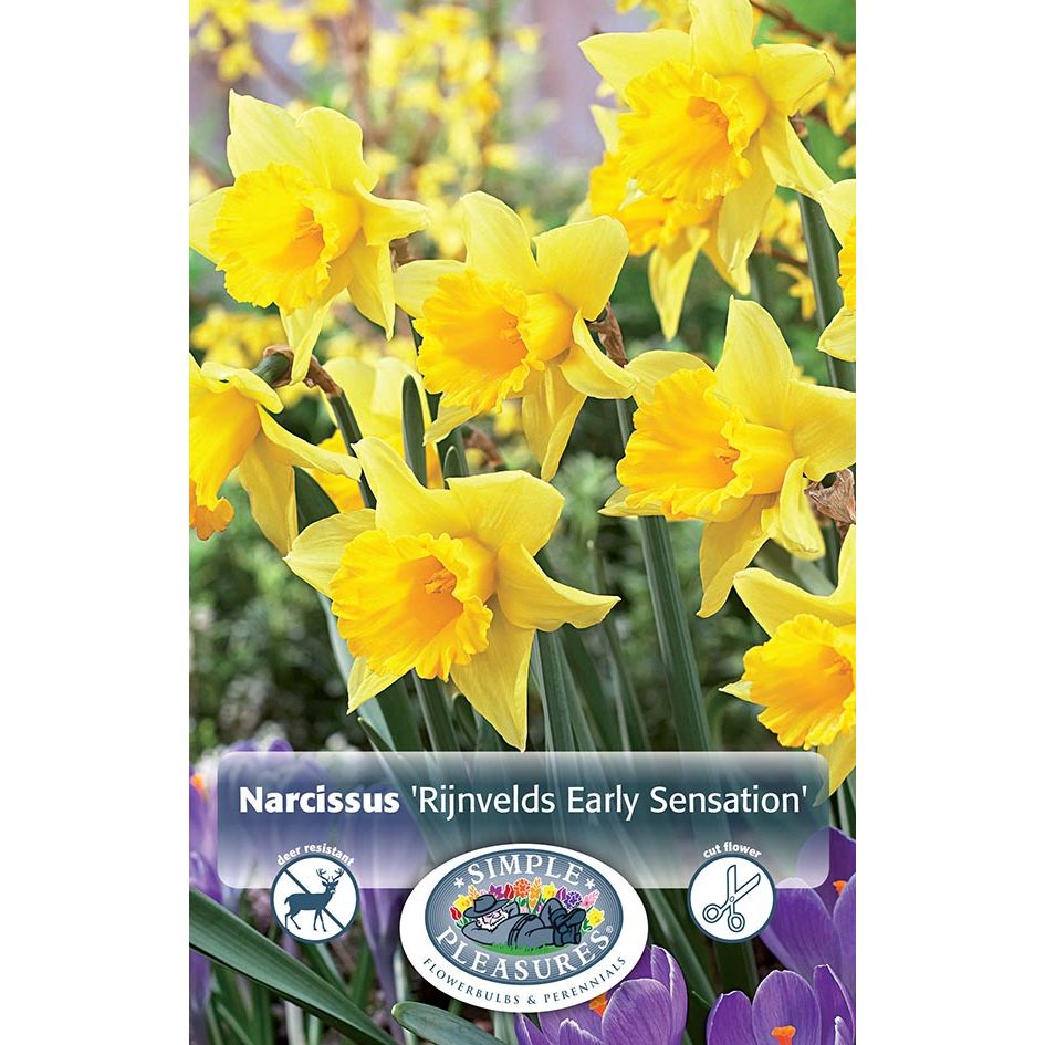 Narcissus Rijnveld S Early Sensation Trioscape Garden Centre